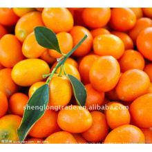 Dulce cítrico fresco Naranja